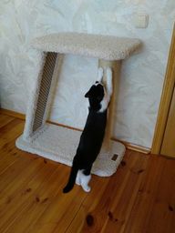 Пользовательская фотография №1 к отзыву на Saival Farna Когтеточка-комплекс для кошек, бежевый, джут