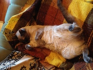 Пользовательская фотография №1 к отзыву на Иванки Лоток с сеткой для кошек