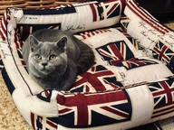 Пользовательская фотография №2 к отзыву на CLP Декор Квадратная лежанка для собак и кошек, хлопок