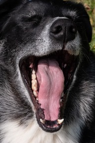 Пользовательская фотография №1 к отзыву на Мильбемакс Таблетки от глистов для крупных пород собак, 2 таблетки