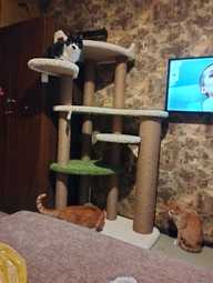 Пользовательская фотография №1 к отзыву на Saival Комплекс для кошек Лунд , 5 этажей, белый/салатовый, джут