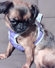 Пользовательская фотография №1 к отзыву на Collar AiryVest One XS3 Мягкая шлейка для собак, фиолетовая